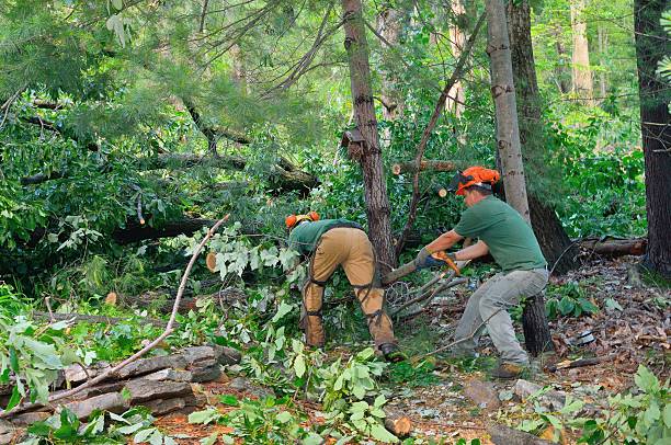  Bonnetsville, NC Tree Service Pros